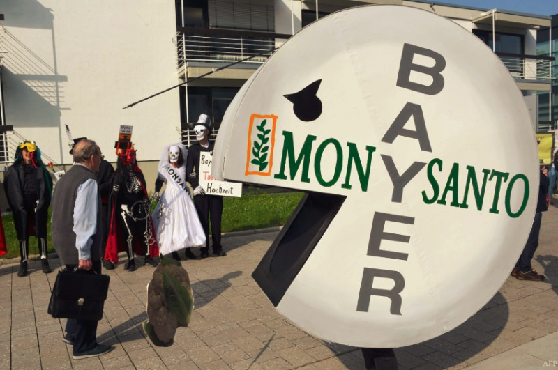 MONSANTO bayer jed