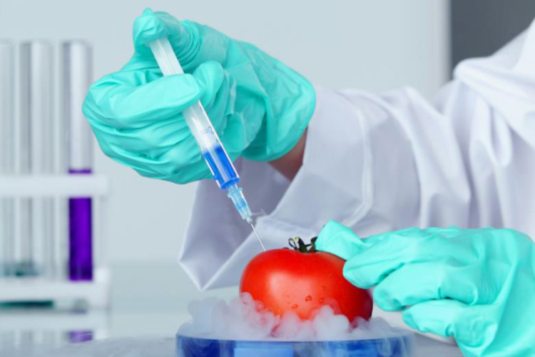 Británie využívá ukrajinský konflikt jako záminku k&nbsp;prosazení legalizace geneticky modifikovaných potravin